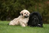LHASSA APSO 161